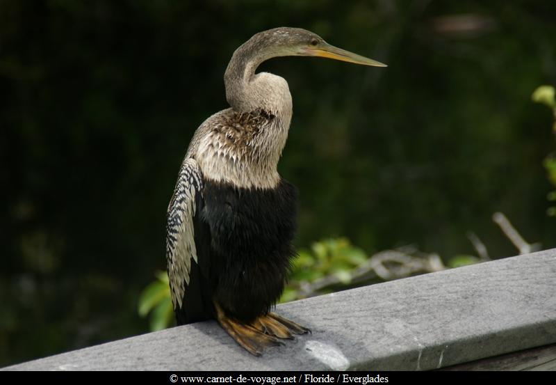 carnetdevoyage_floride_florida_everglades_nationalpark_sharkvalley_alligator