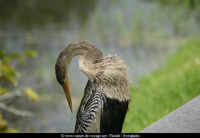 carnetdevoyage_floride_florida_everglades_nationalpark_sharkvalley_alligator