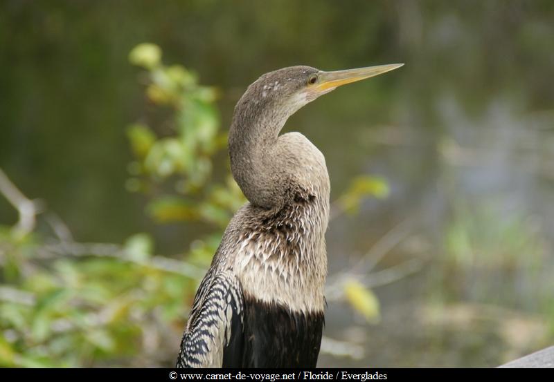 carnetdevoyage_floride_florida_everglades_nationalpark_sharkvalley_alligator