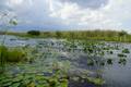 carnet de voyage floride everglades