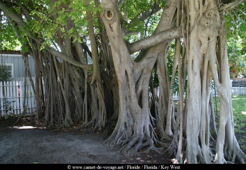 floride_florida_keywest_www.carnet-de-voyage.net_hemingwayhouse_hemingway