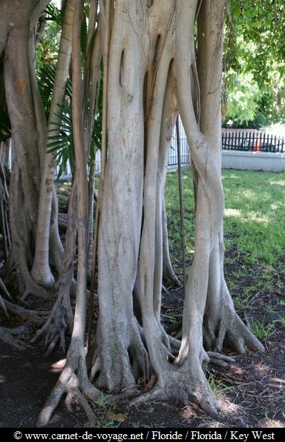 floride_florida_keywest_www.carnet-de-voyage.net_hemingwayhouse_hemingway