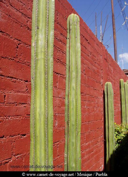 carnetdevoyage_mexique_mexico_cactus