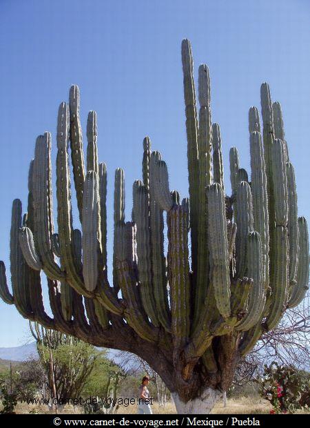 carnetdevoyage_mexique_mexico_cactus