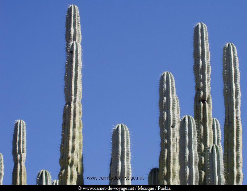 carnetdevoyage_mexique_mexico_puebla_cactus