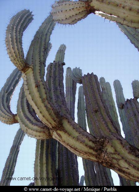 carnetdevoyage_mexique_mexico_cactus