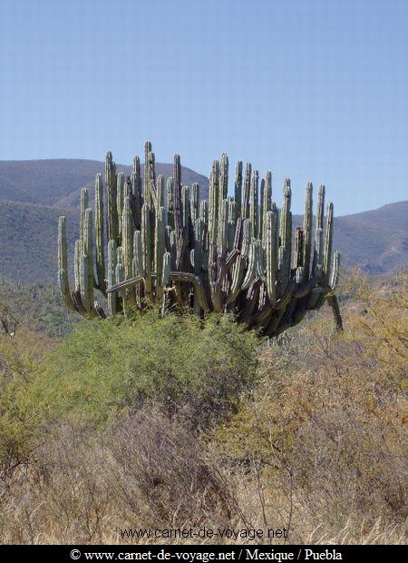 carnetdevoyage_mexique_mexico_cactus