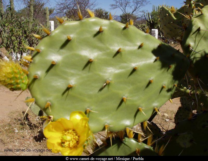 carnetdevoyage_mexique_mexico_cactus