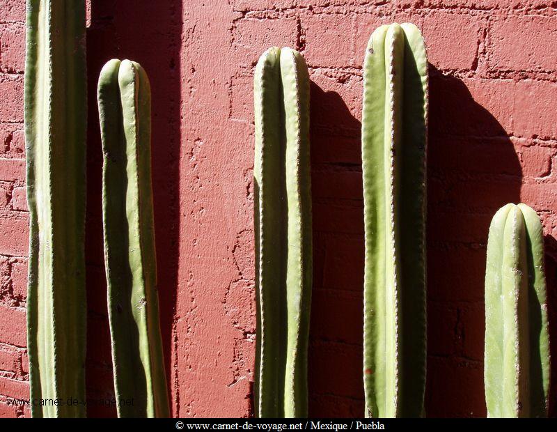 carnetdevoyage_mexique_mexico_puebla_cactus