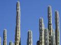 mexique_mexico_teotihuacan cactus mexique