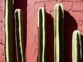 cactus mexique