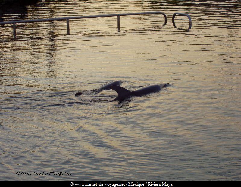 carnetdevoyage_mexique_rivieramaya_xcaret_dauphins