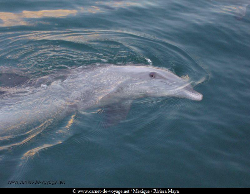 carnetdevoyage_mexique_rivieramaya_xcaret_dauphins