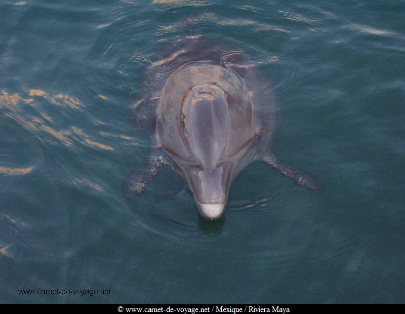 carnetdevoyage_mexique_rivieramaya_xcaret_dauphins