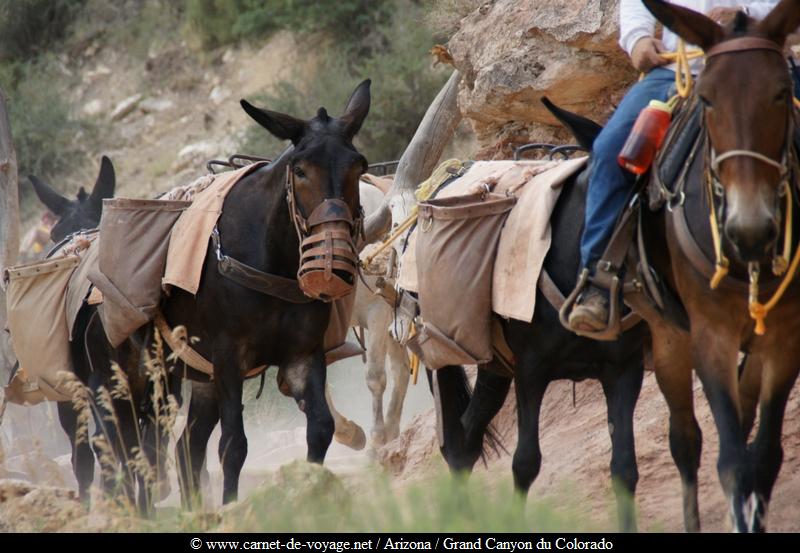 carnetdevoyage_arizona_desert_grandcanyon_colorado_nationalpark