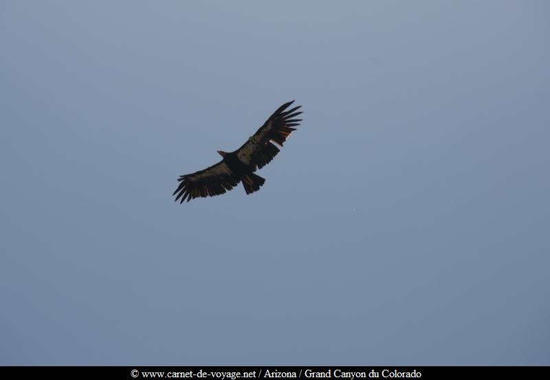 carnetdevoyage_arizona_desert_grandcanyon_colorado_nationalpark