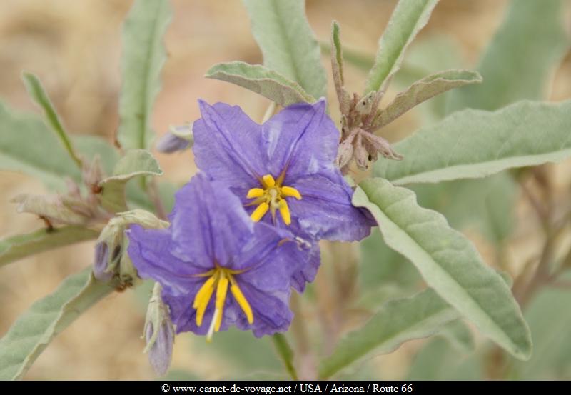 carnet_voyage_usa_arizona_route66_hualapai_indianreservation