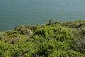 california_marinheadlands