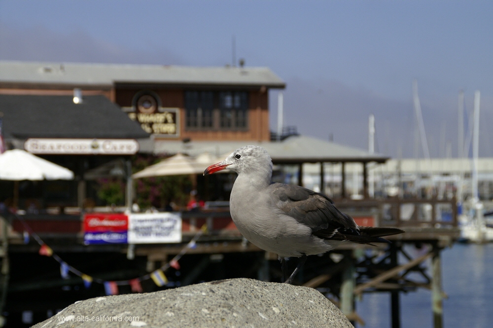 california,monterey,waterfront