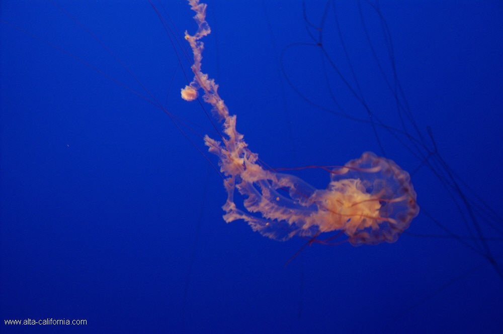 california,monterey aquarium