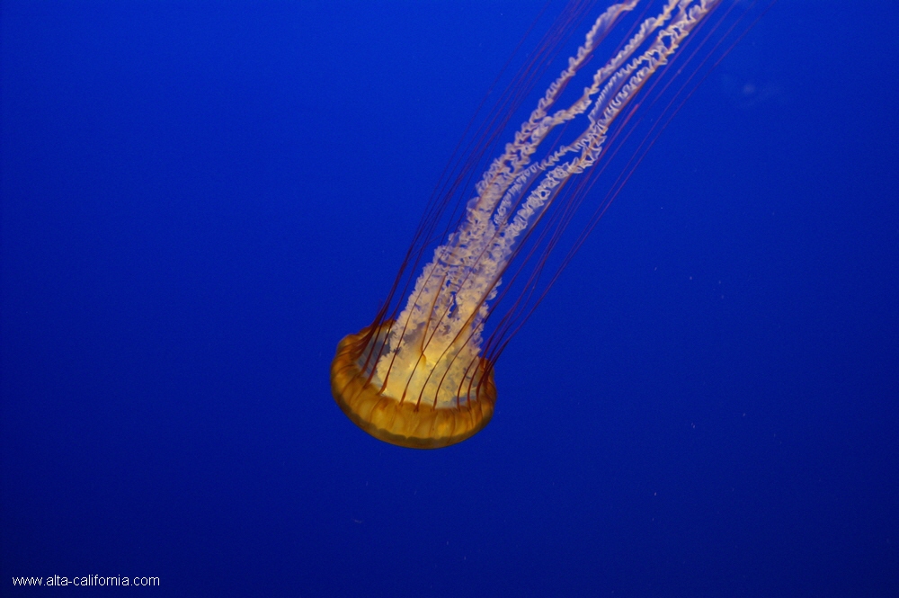 california,monterey aquarium