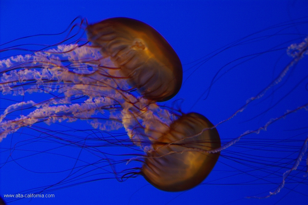 california,monterey aquarium