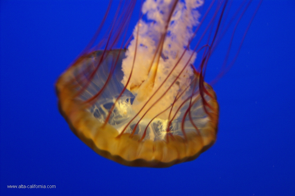 california,monterey aquarium