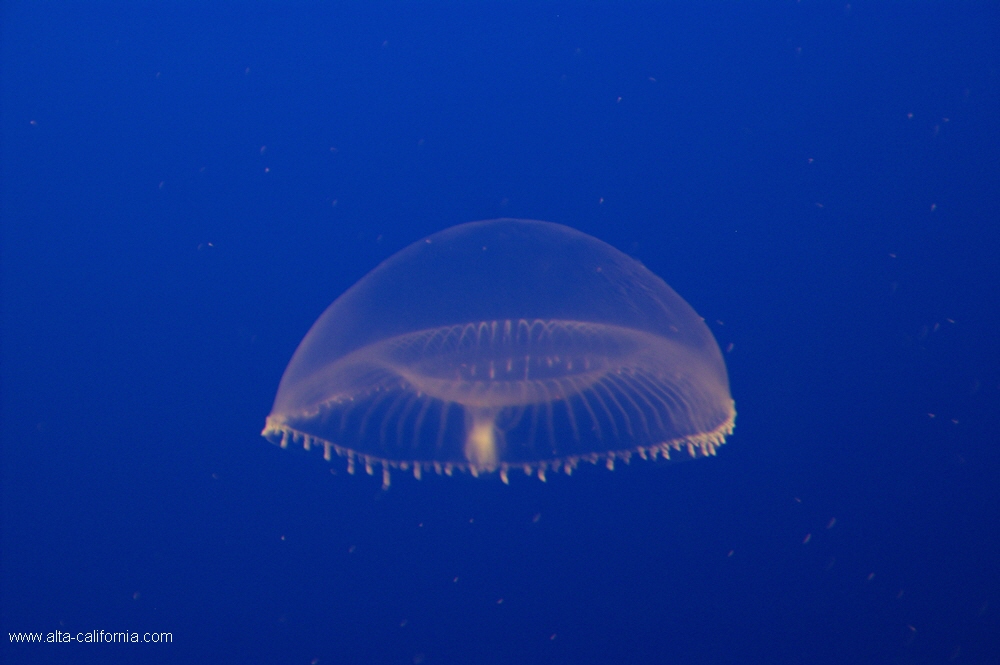 california,monterey aquarium