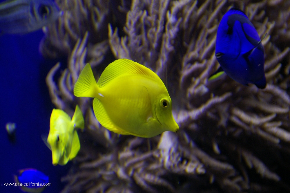 california,monterey aquarium