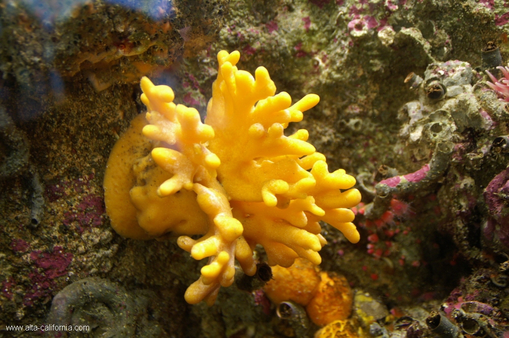 california,monterey aquarium