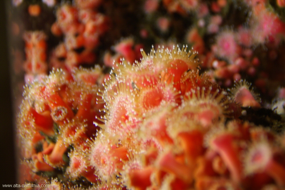 california,monterey aquarium