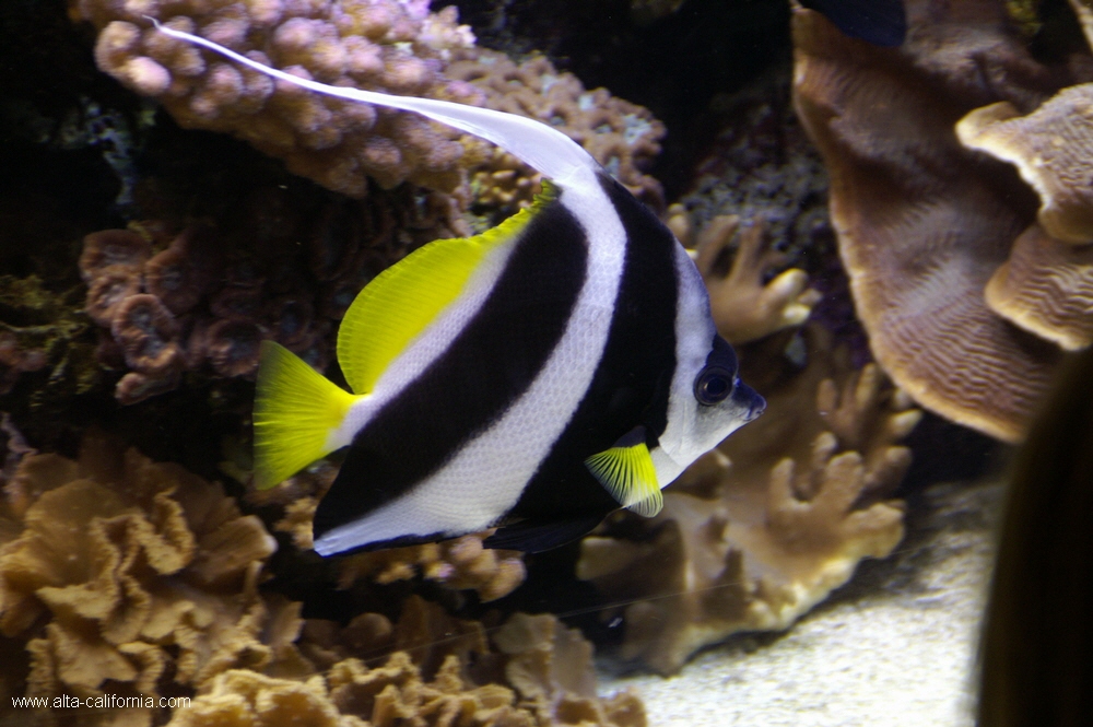 california,monterey aquarium