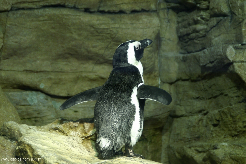 california,monterey aquarium