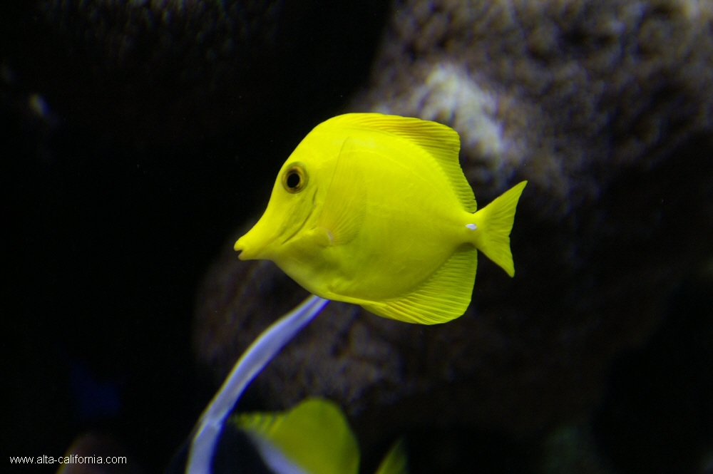 california,monterey aquarium