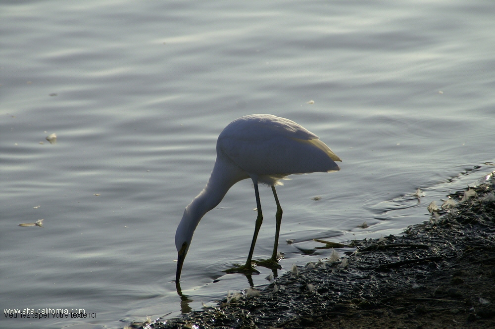 california,palo alto,baylands