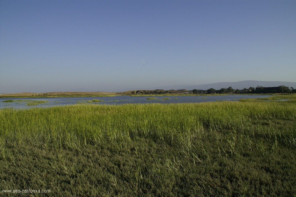 california,palo alto,baylands