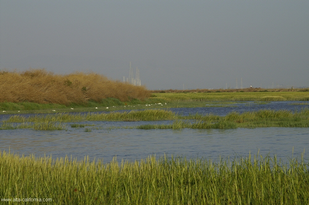 california,palo alto,baylands