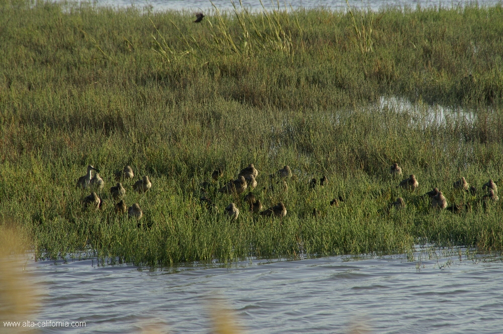 california,palo alto,baylands