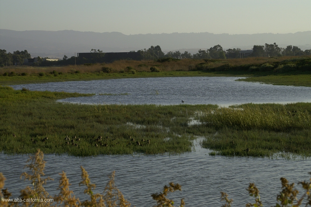 california,palo alto,baylands