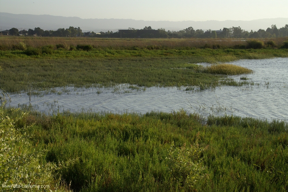 california,palo alto,baylands