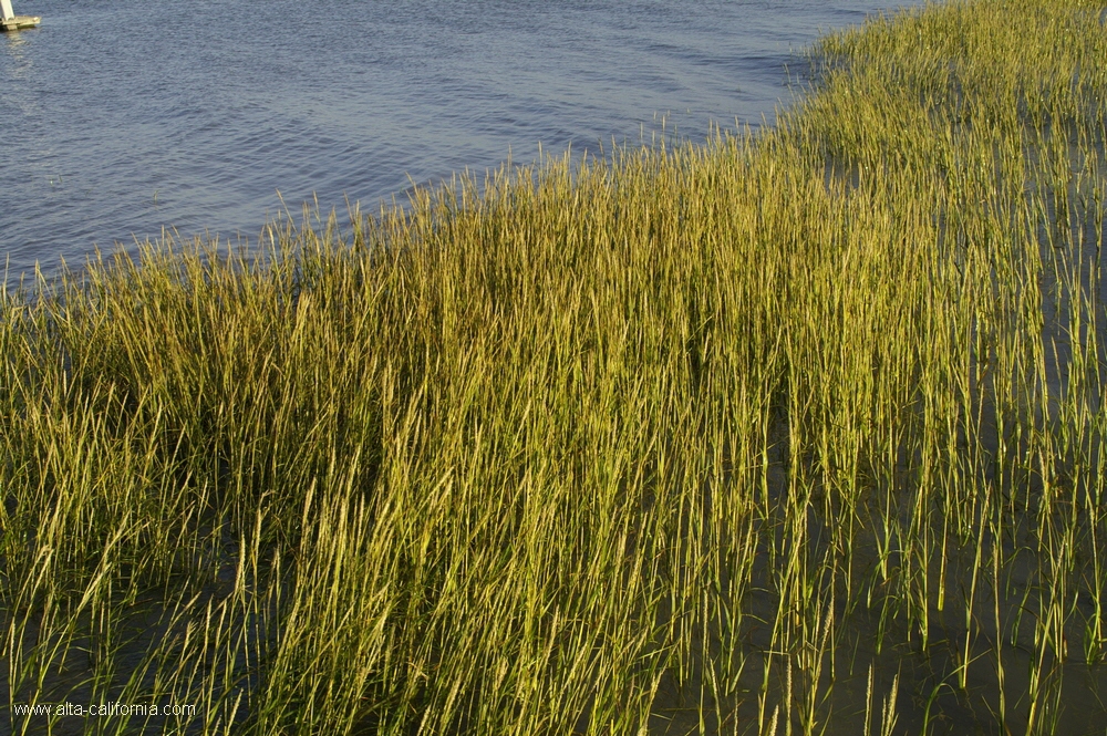 california,palo alto,baylands