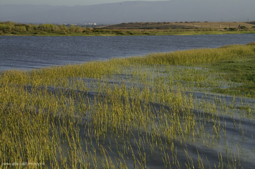 california,palo alto,baylands