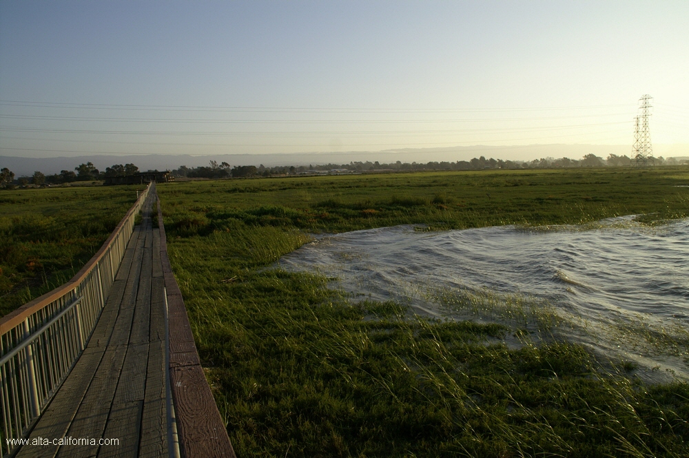 california,palo alto,baylands