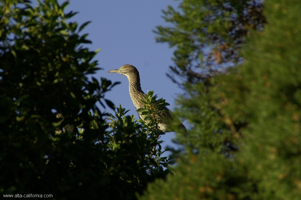 california,palo alto,baylands