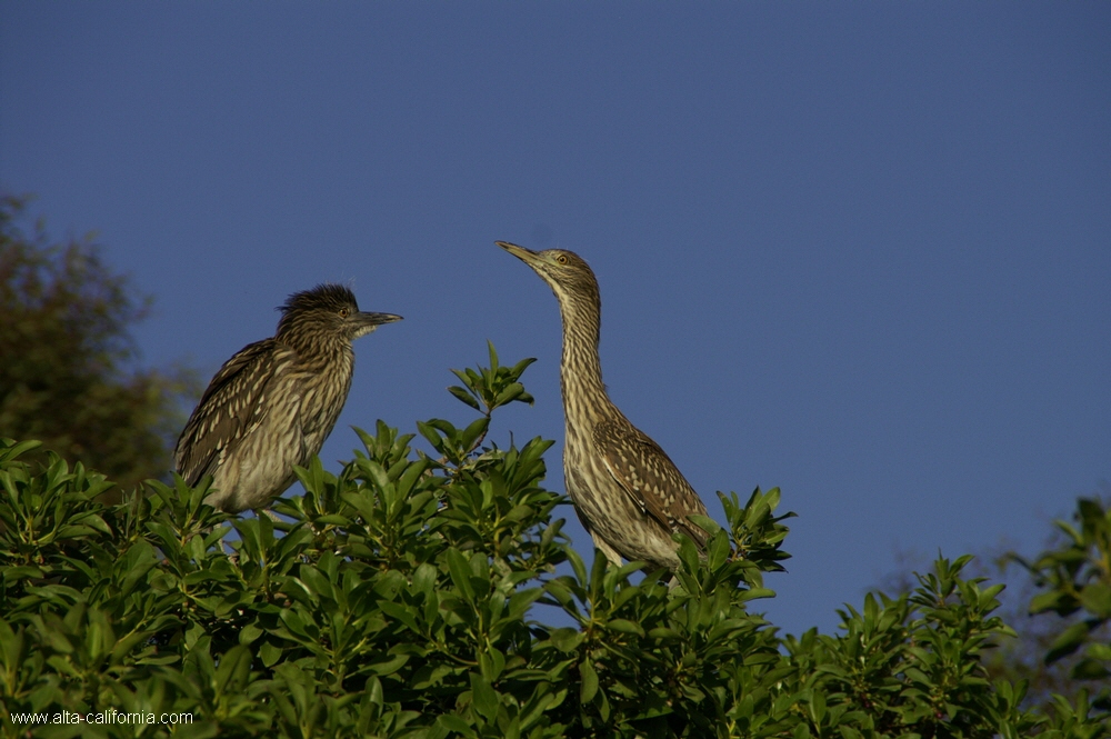 california,palo alto,baylands