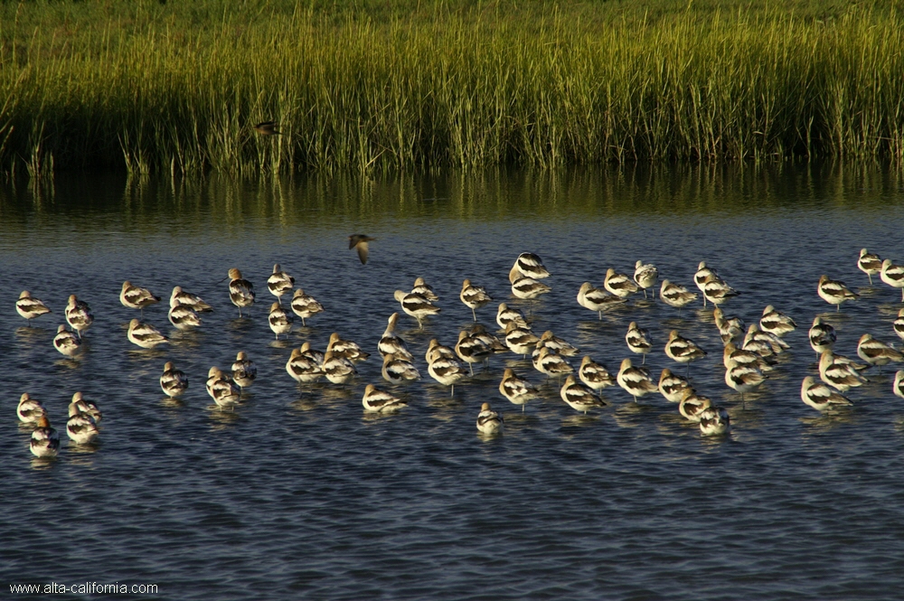 california,palo alto,baylands