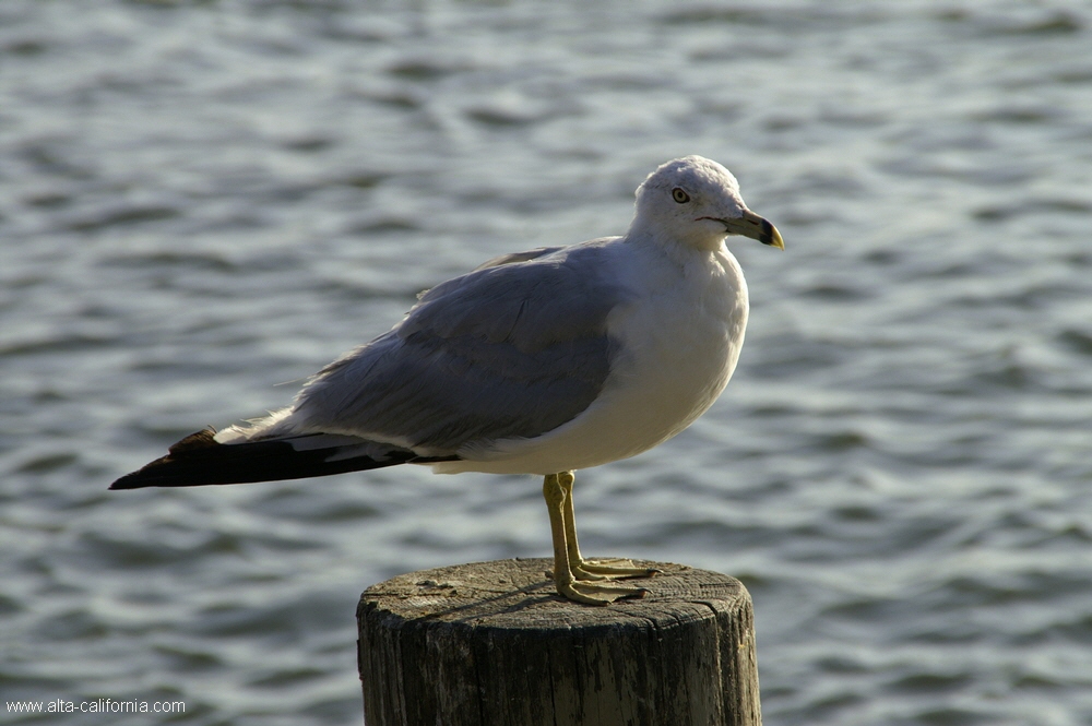 california,palo alto,baylands