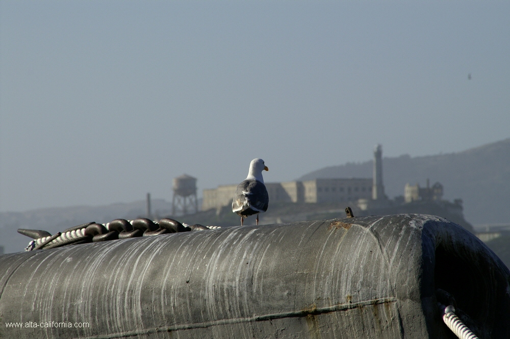 california,san francisco,fisherman's wharf