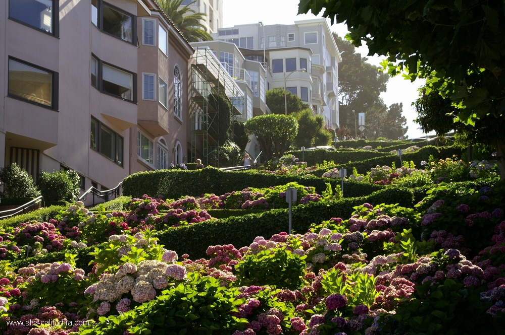 california,san francisco,russian hill,lombard street