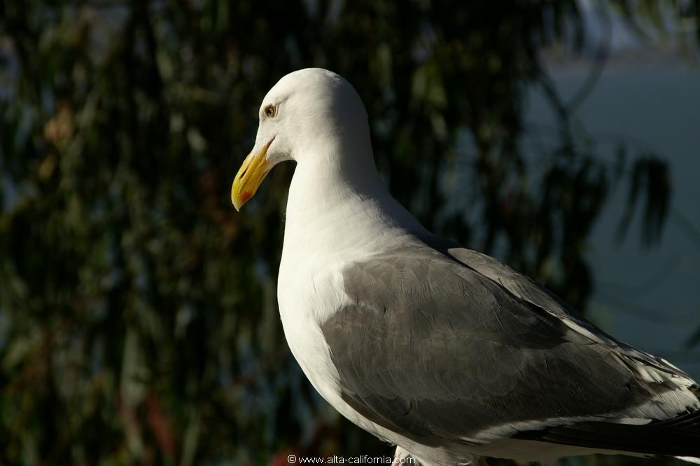 california_californie_sanfrancisco_leportdesanfrancisco_seagull_goeland